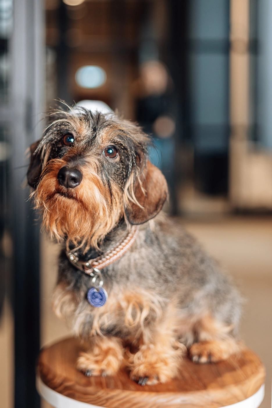 Jagger Kantoorhond Benitech Kozijnen